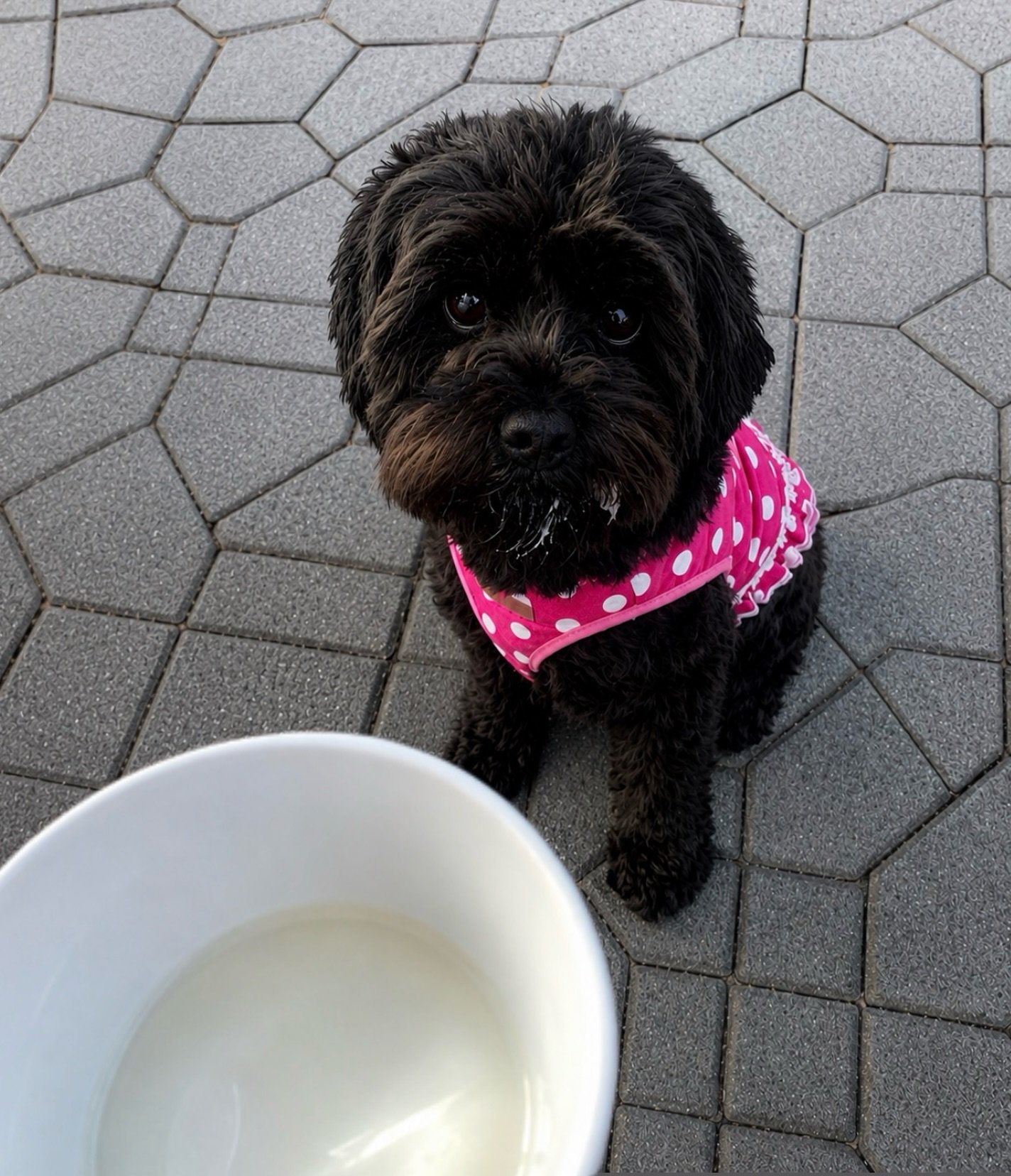 The pup cup never stood a chance 🍦🐾