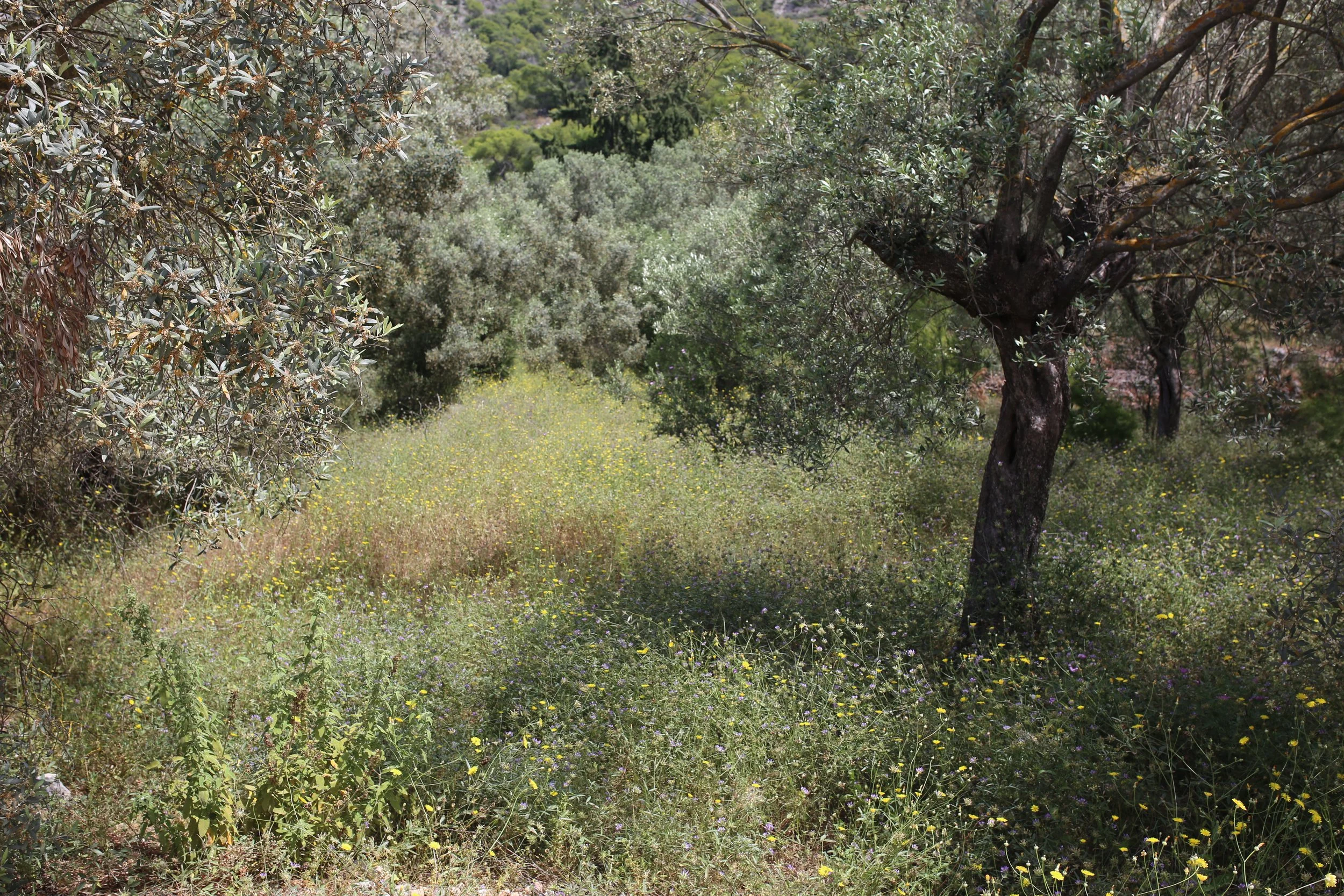 SPRING0P7A7988.JPG