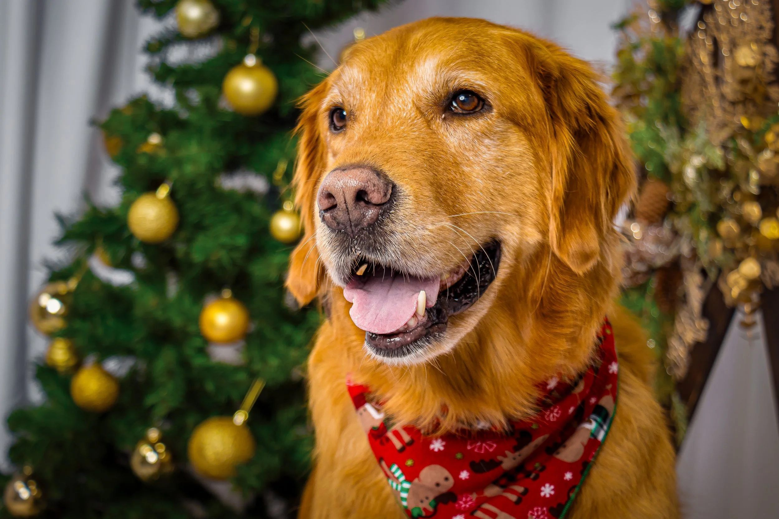 PawlidayPetPortrait_DianneCarver_20251108_FastshotPhotography_002.JPG