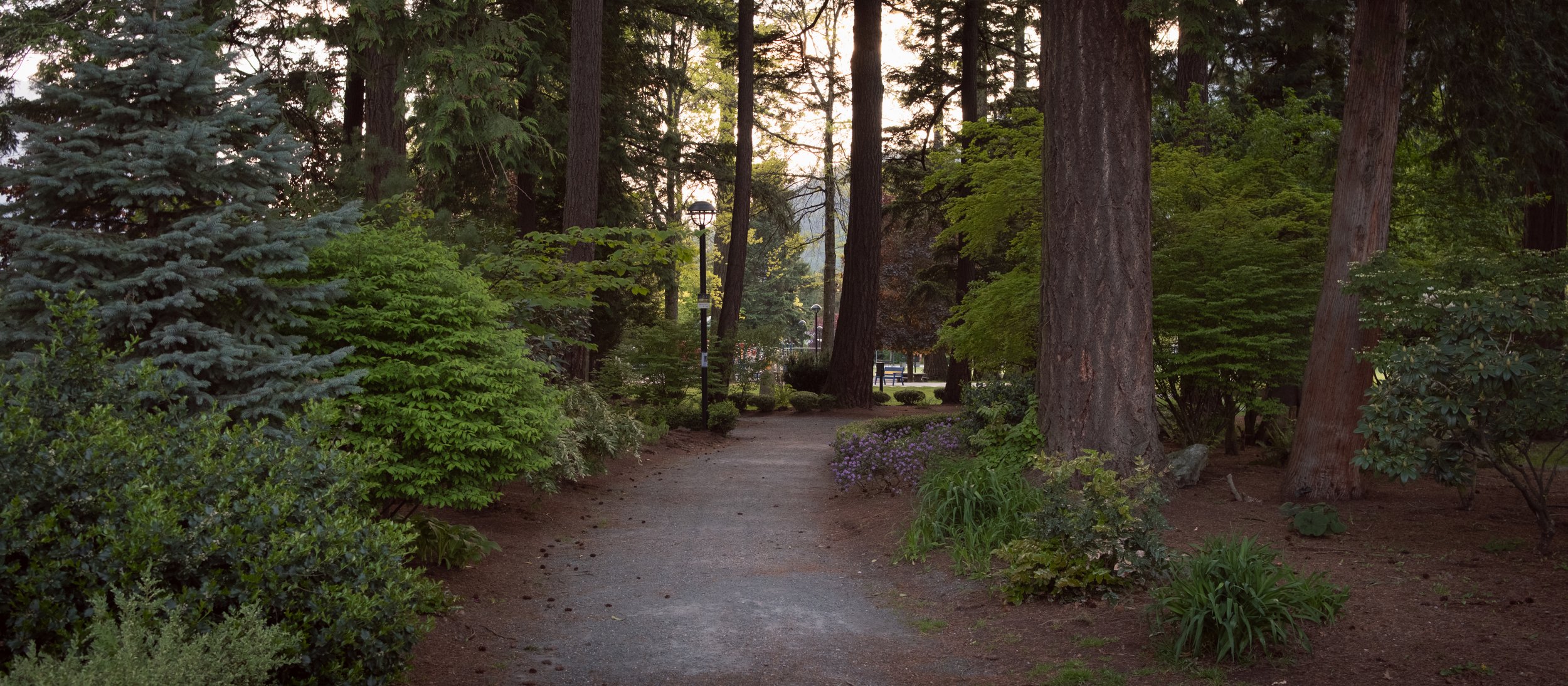 Golden hour in the park, walking among the towering trees, with the ground red with dried pine needles.