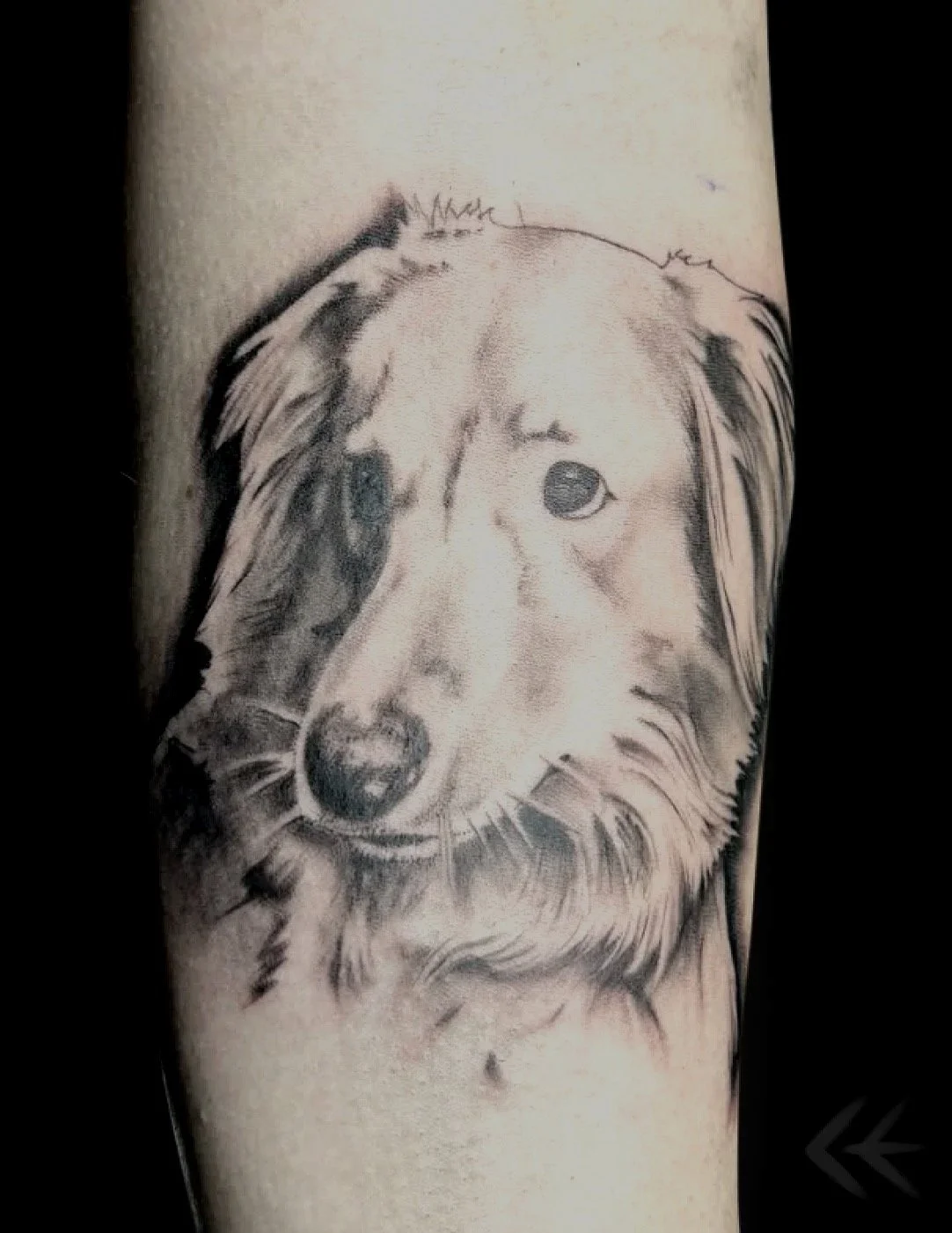 realistic b;ack and grey dog portrait.jpg