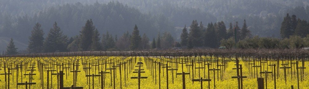 cropped-Mustard-blooming-in-the-vineyards-near-St.-Helena-CA..jpg