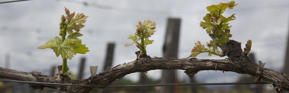 cropped-Spring-vines.jpg