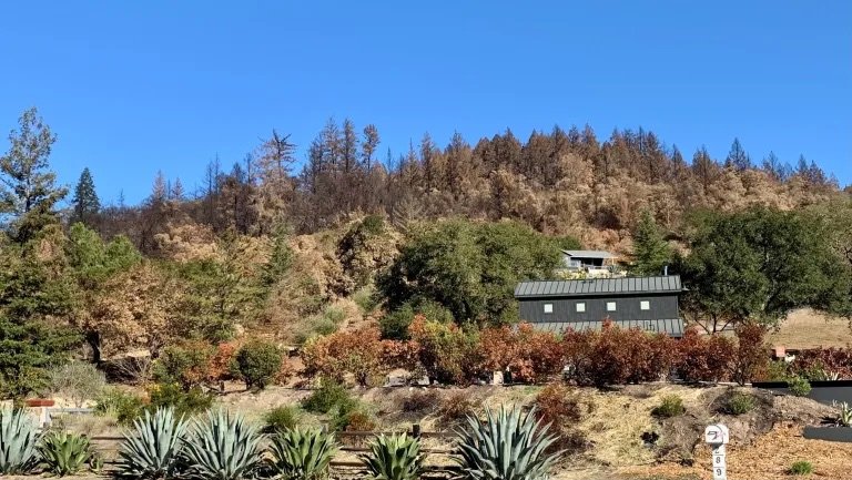 Hillside behind Melke Winery on the Silverado Trail