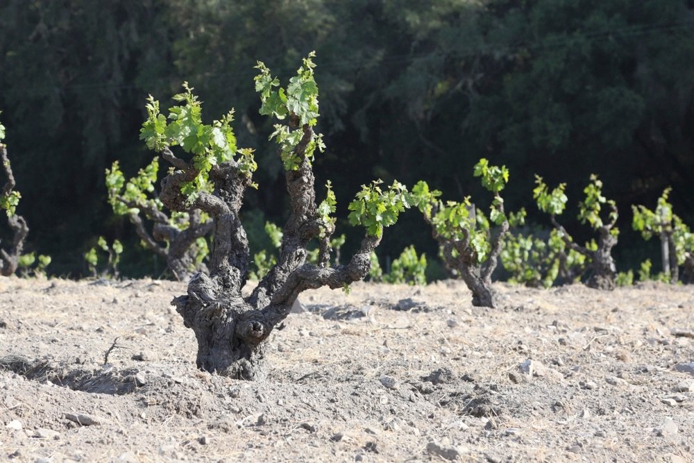 Old Zinfandel vines at Turley in Paso Robles