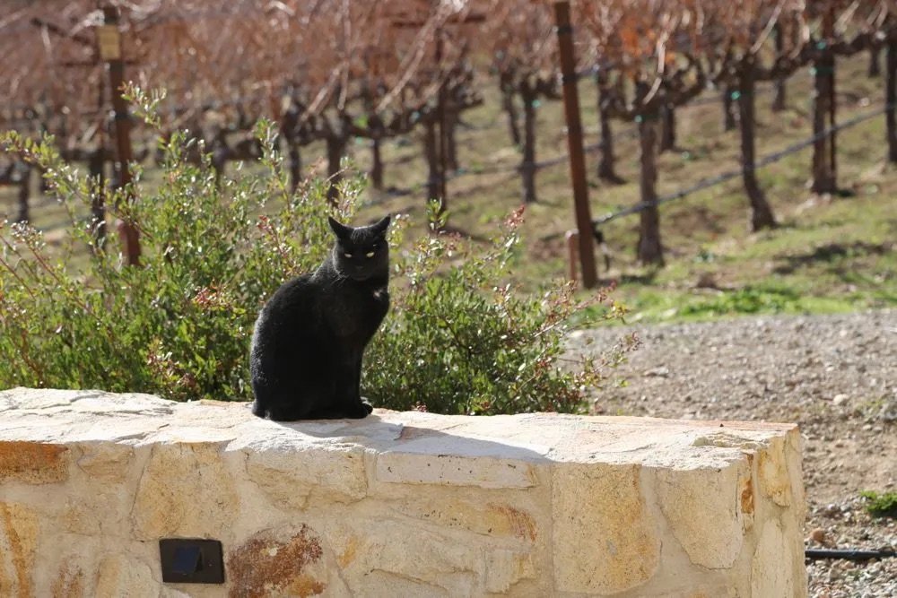 Osirus, the winery cat