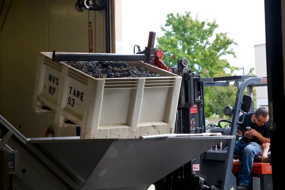 Bringing in the grapes for destemming and sorting