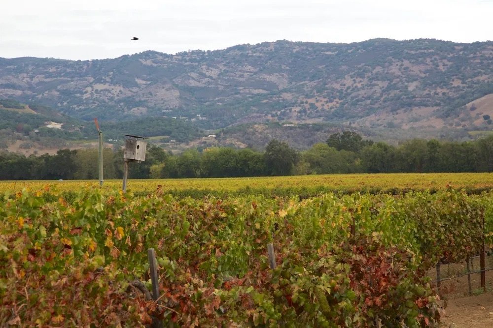 Robert Biale Vineyards in fall