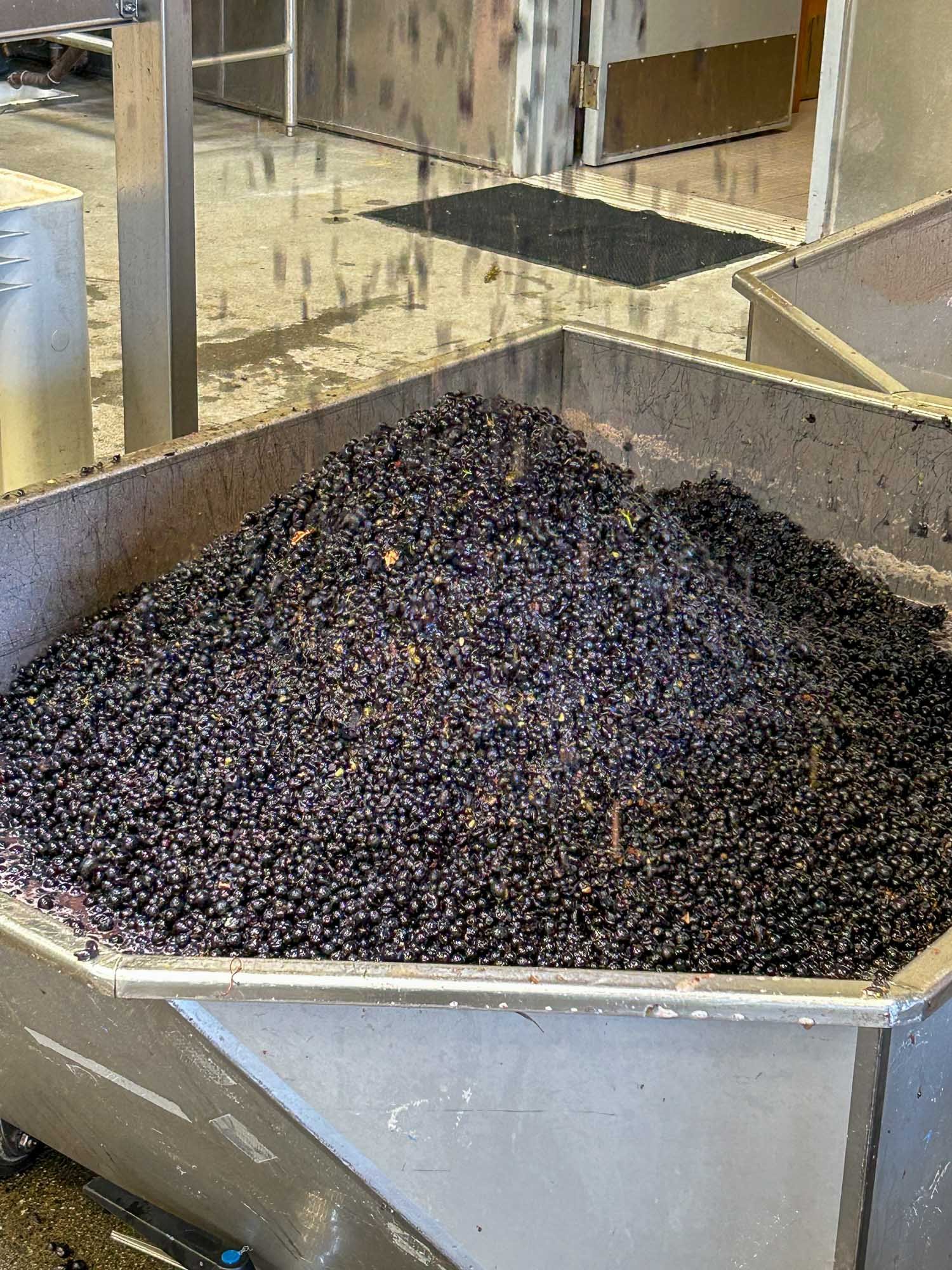 Berries that will make it to the barrel