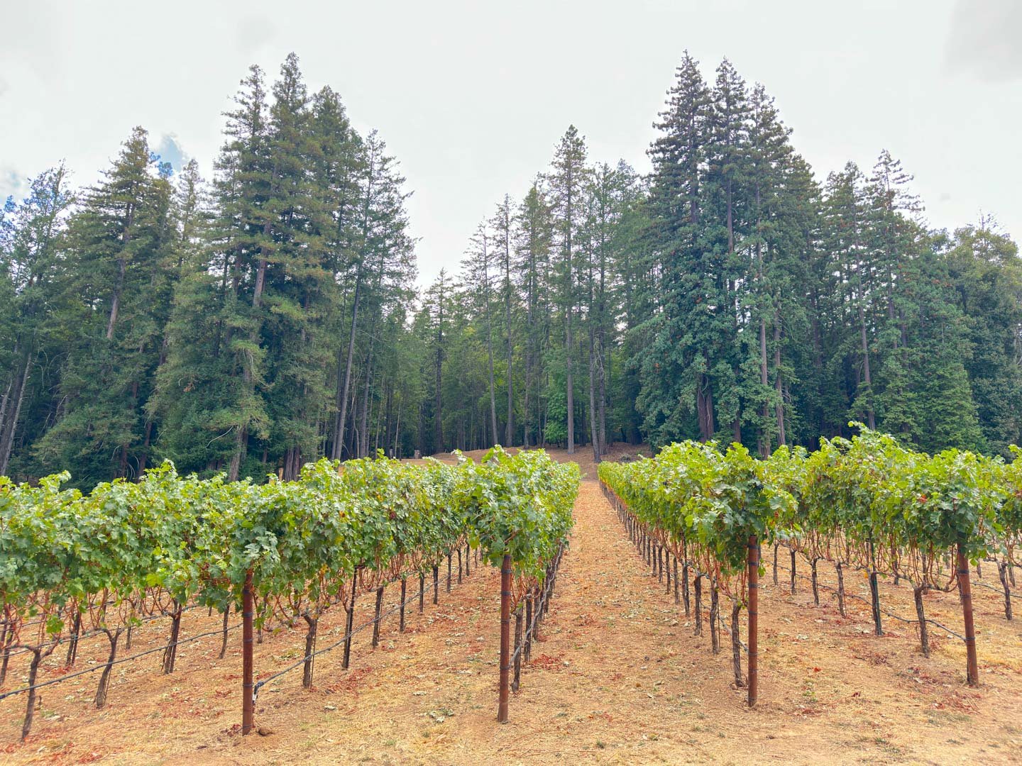 Sylvan Lake Vineyards