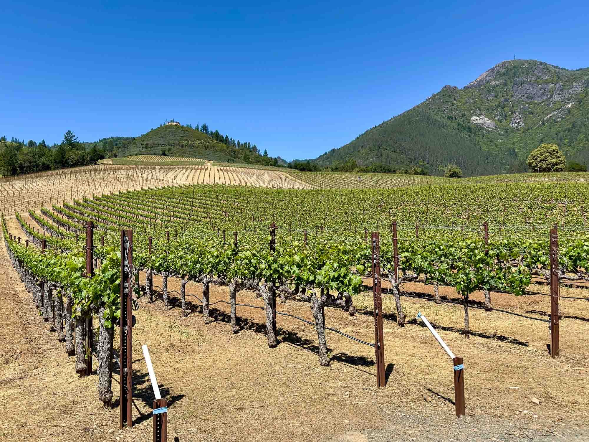 Peter Michael Winery-7.jpg