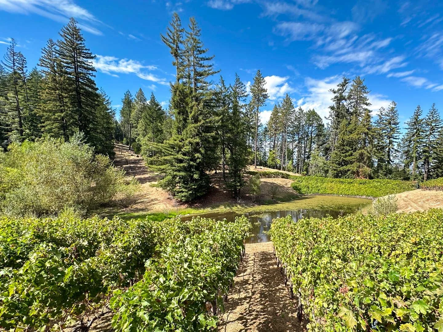 Sylvan Lake Vineyards