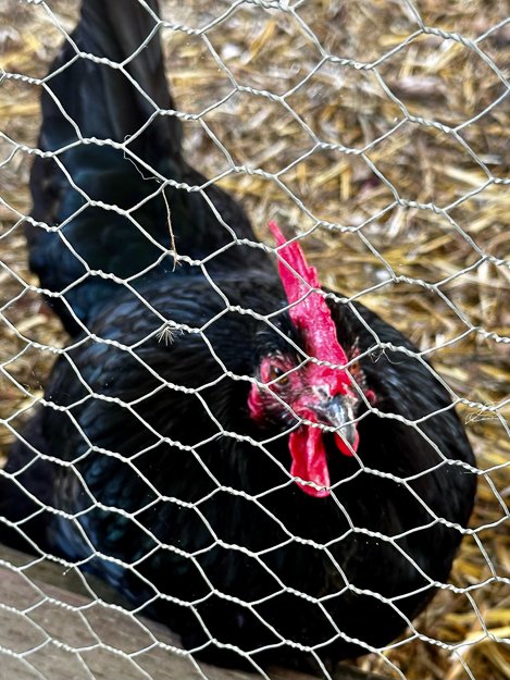 A black chicken!