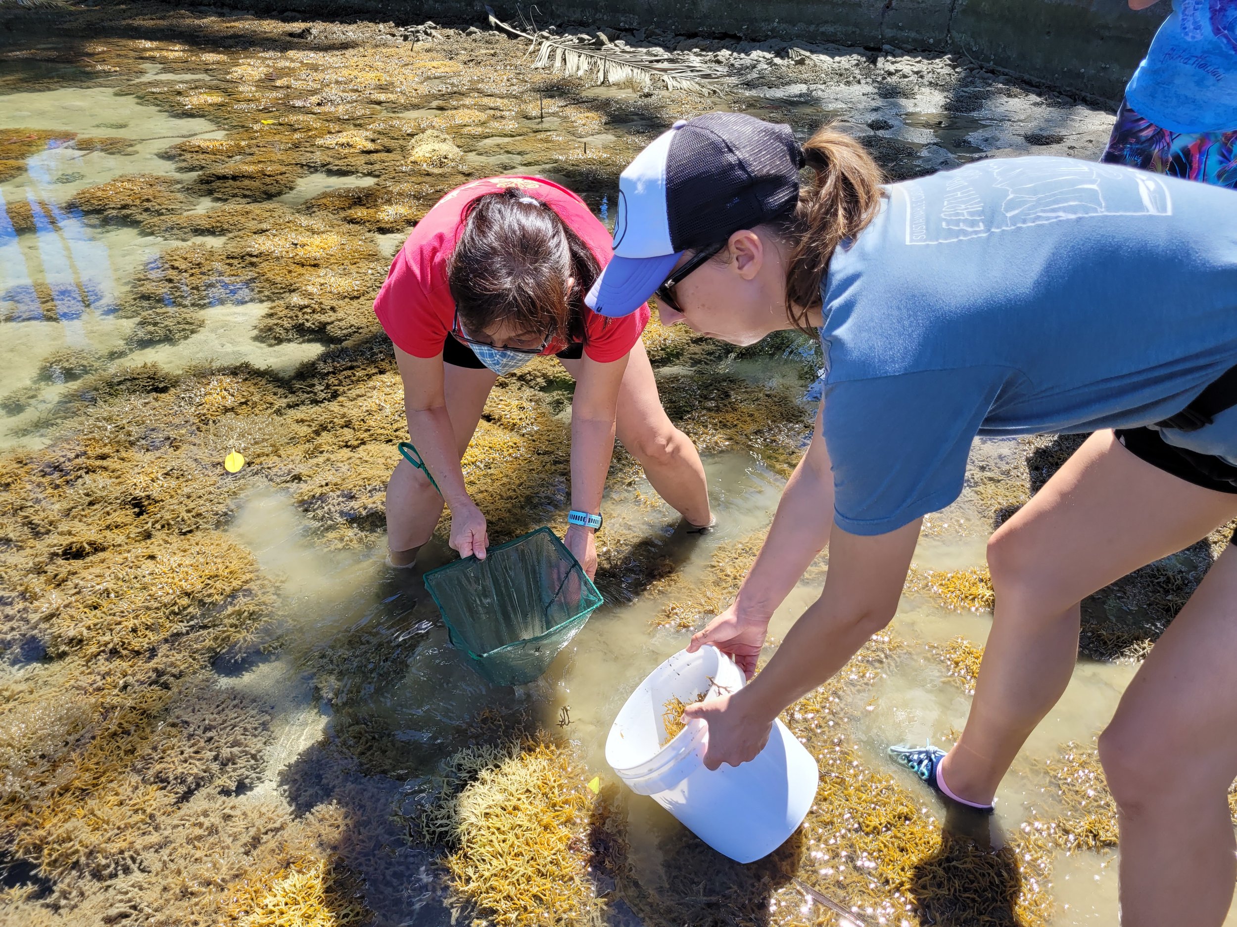 Kupu participants standing in the shallow shoreline, engaged in the removal of invasive algae.