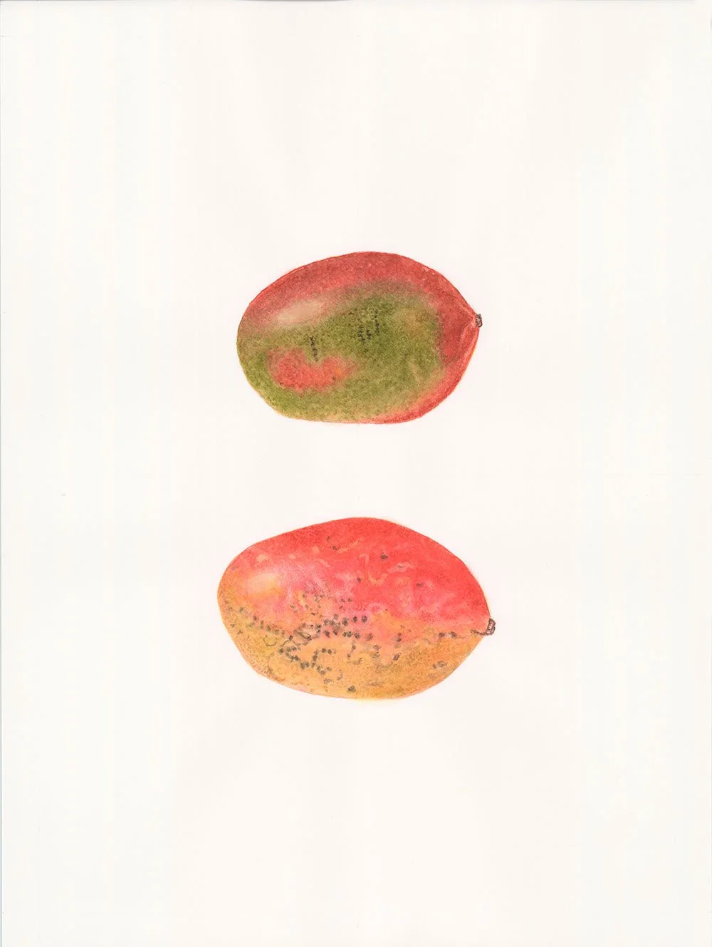 Fruit-illustration-by-Francoise-Verger.jpg