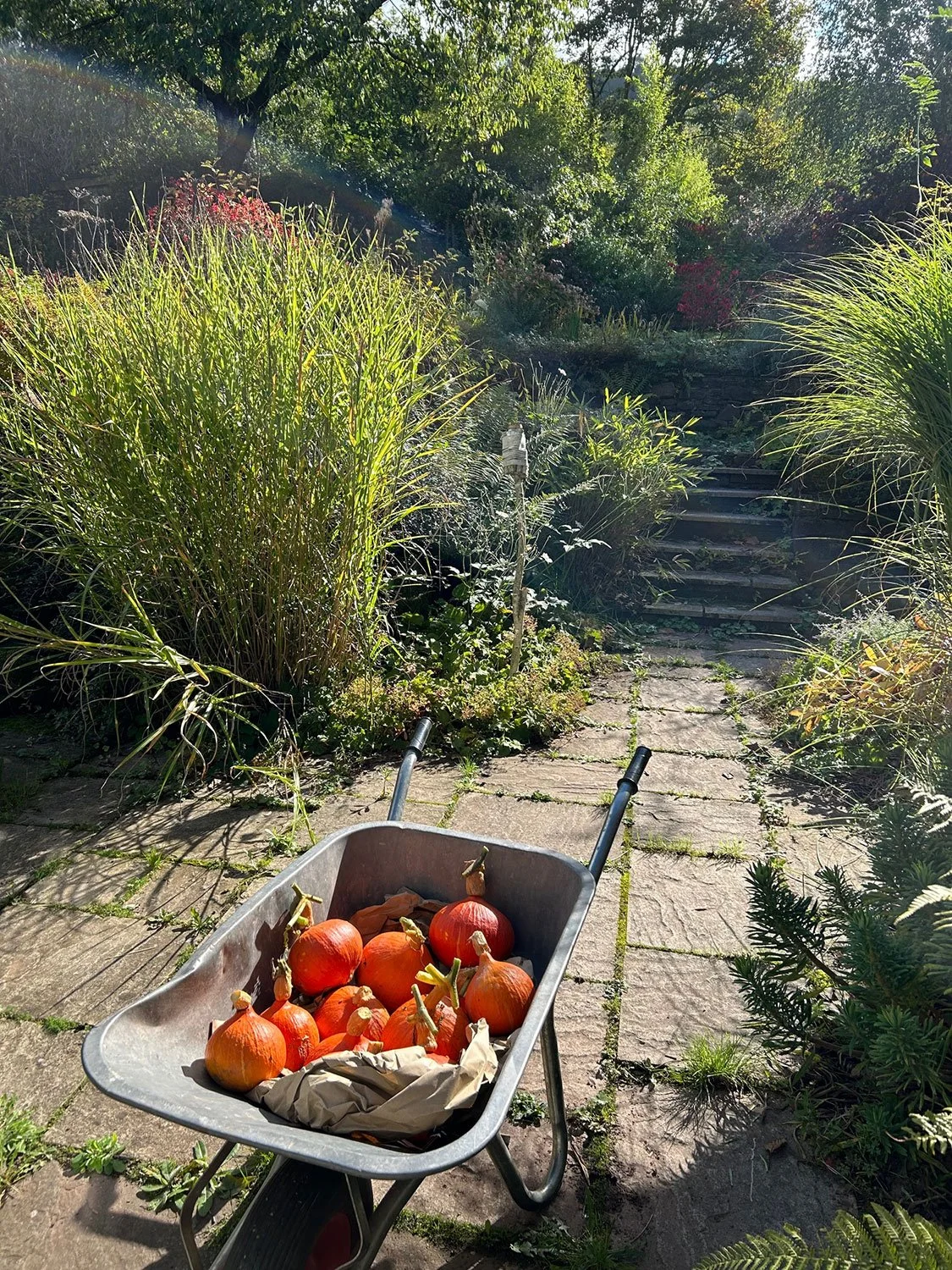 Emily-Jones-garden-04.jpg