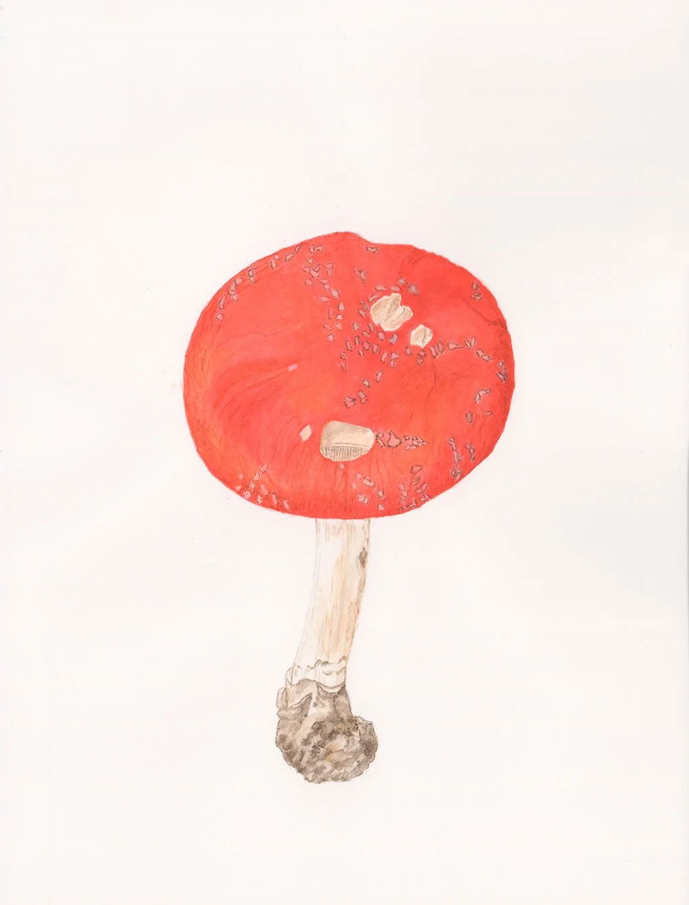 Mushroom-illustration-by-Francoise-Verger.jpg