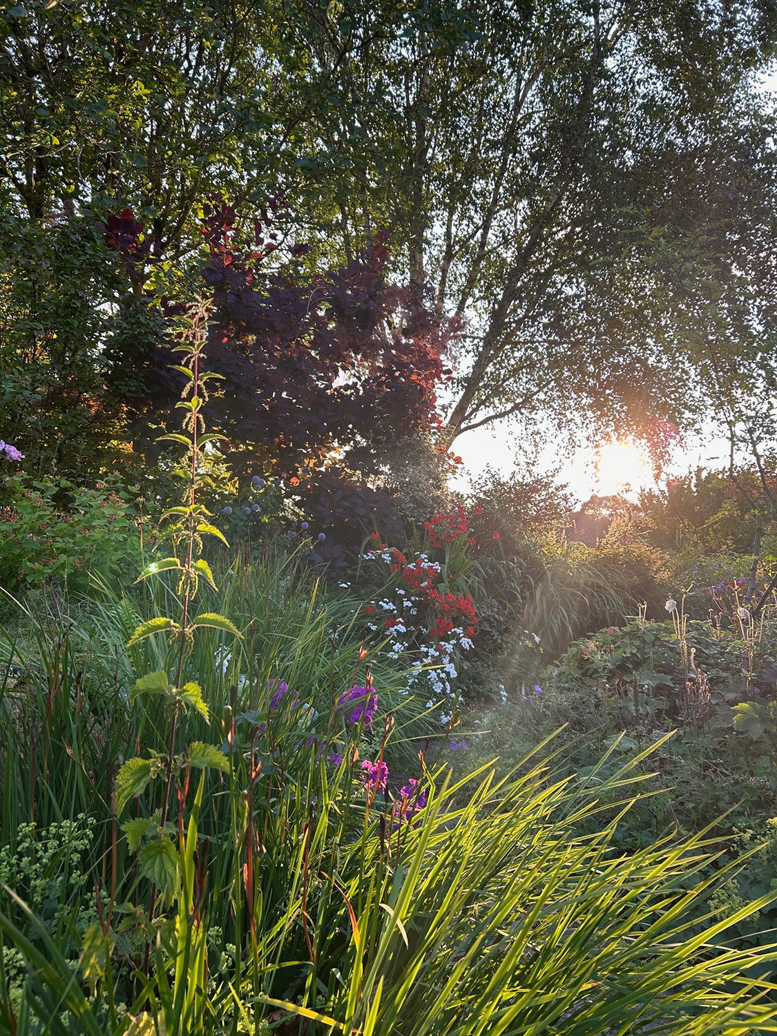 Emily-Jones-garden-02.jpg