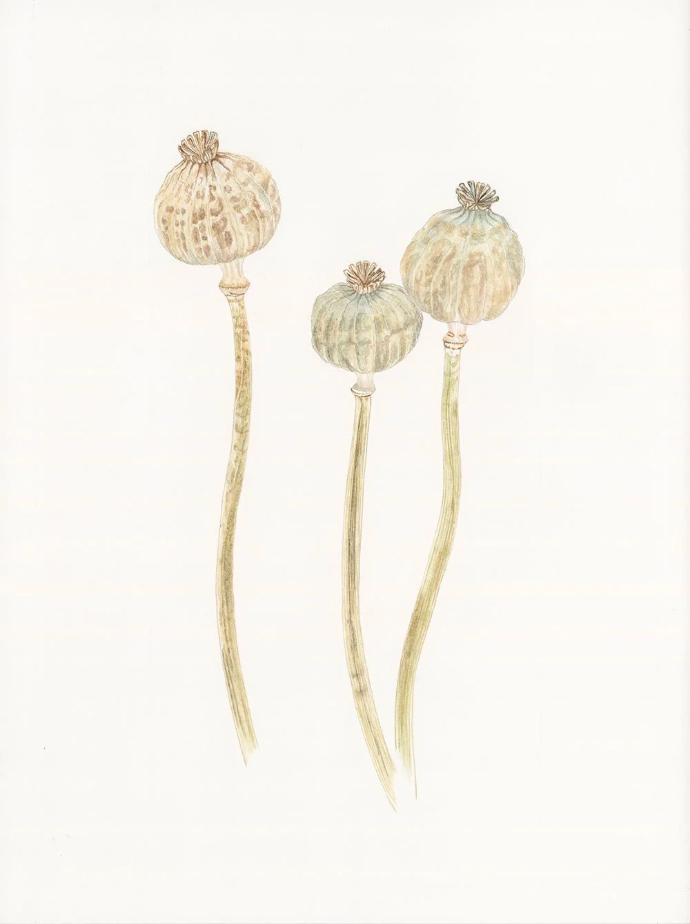Seedheads-illustration-by-Francoise-Verger.jpg