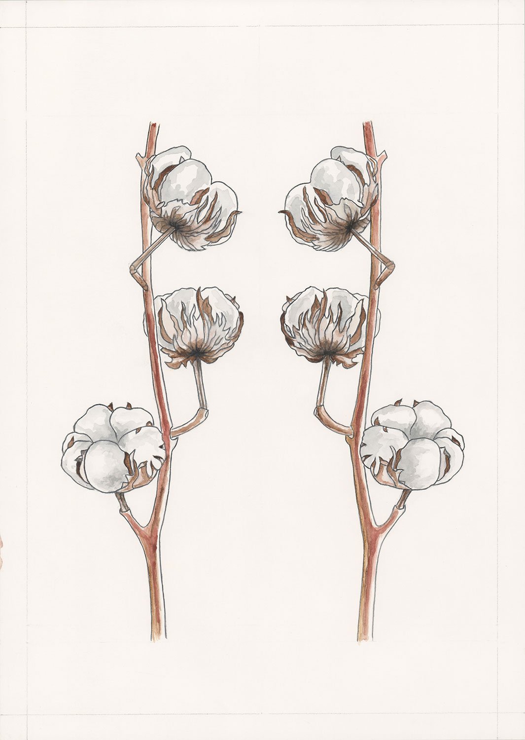 Cotton-illustration-by-Francoise-Verger.jpg