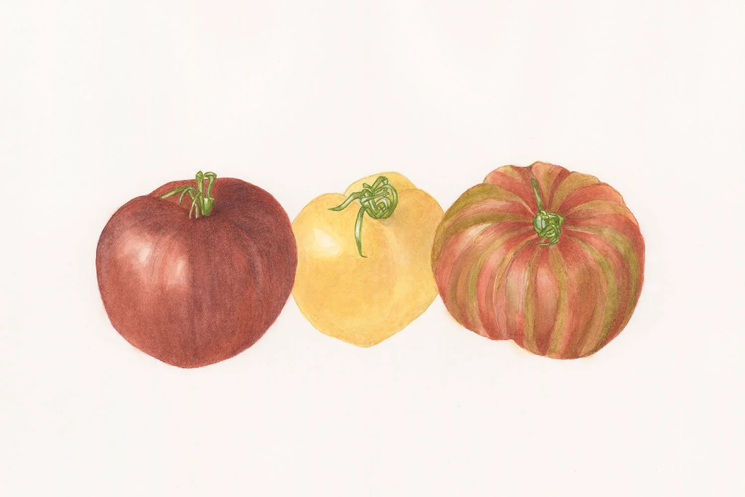 Tomatoes
