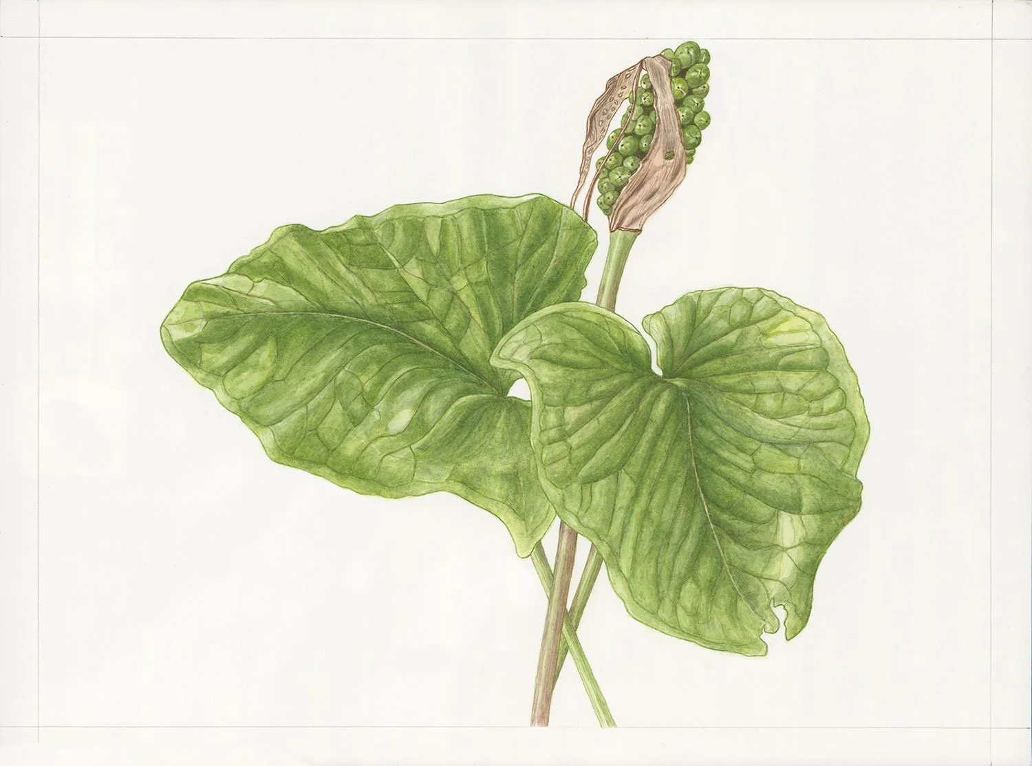  Arum-maculatum-illustration-by-Francoise-Verger.jpg