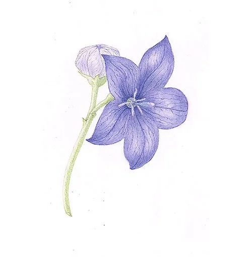 Botanical illustration of a blue flower