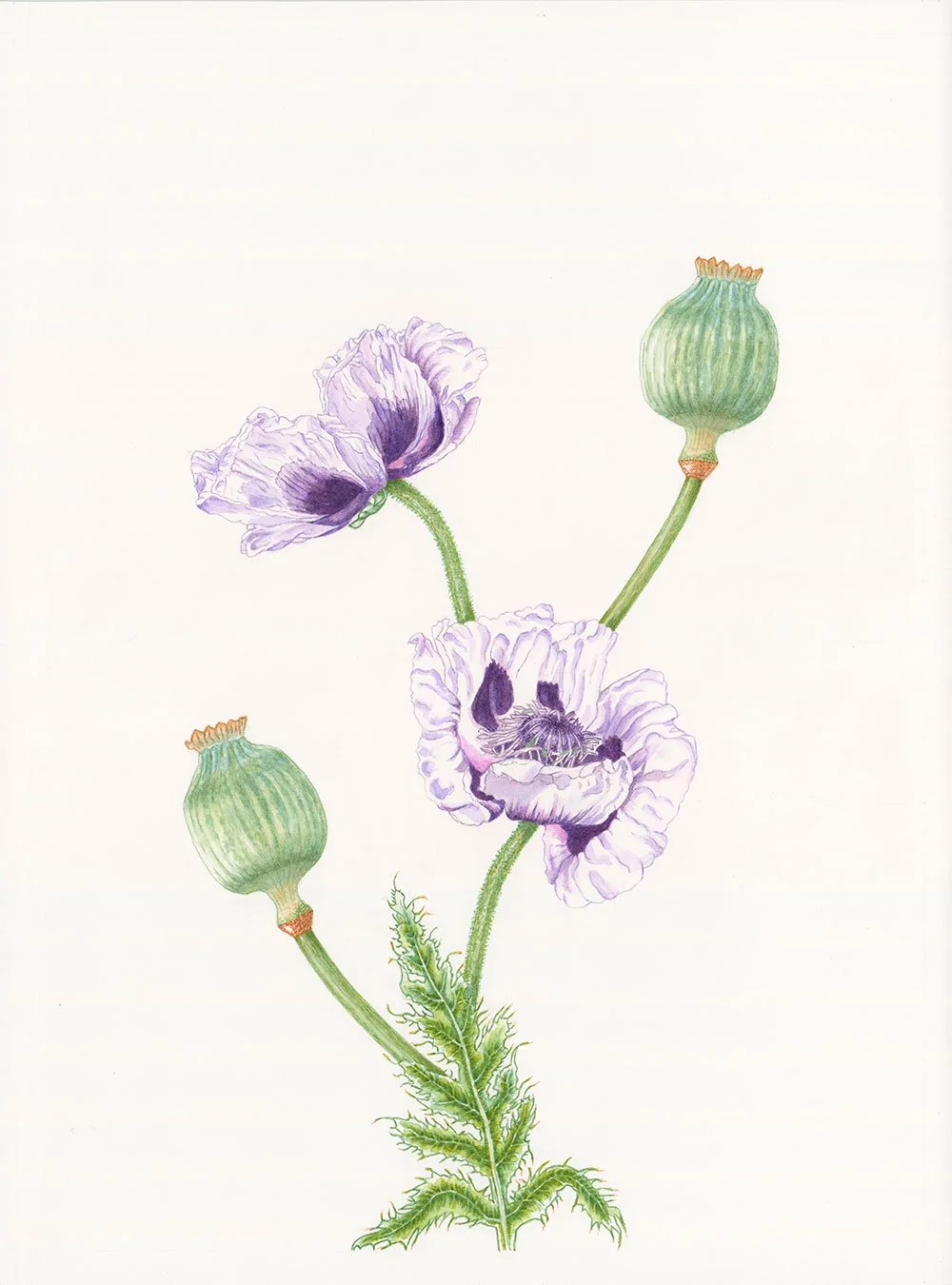 Flower-illustration-by-Francoise-Verger.jpg