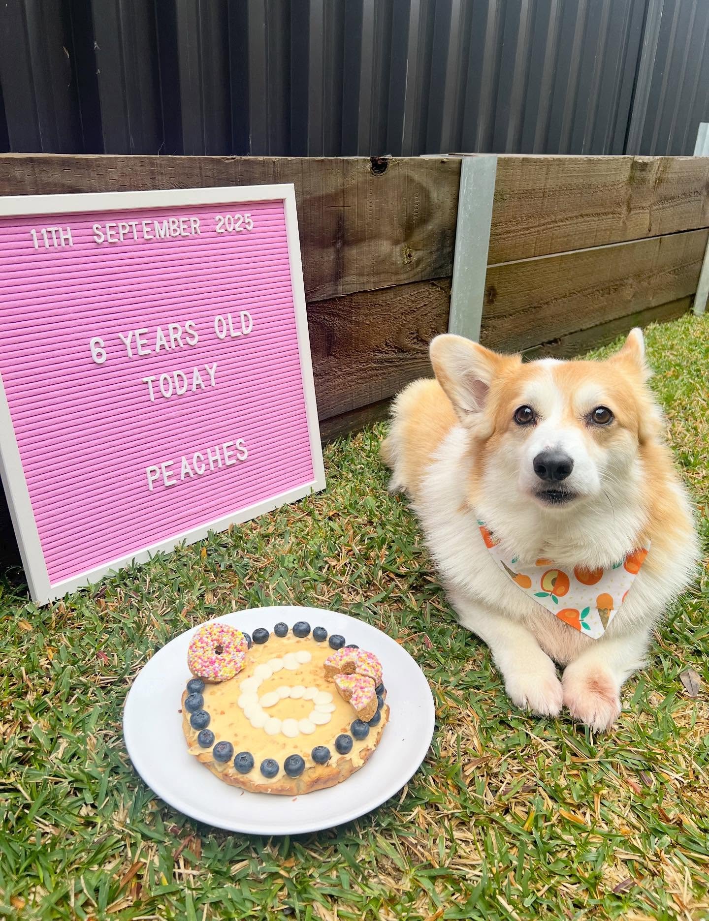 Happy 6th Birthday to our CEO Peaches!! π