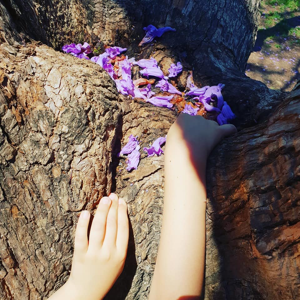 jacaranda petals.jpg