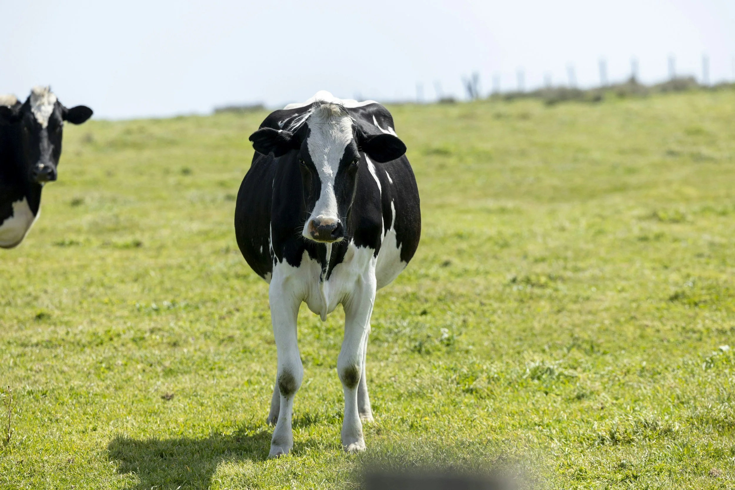 Intro: CAPping Cow Enteric Methane Emissions