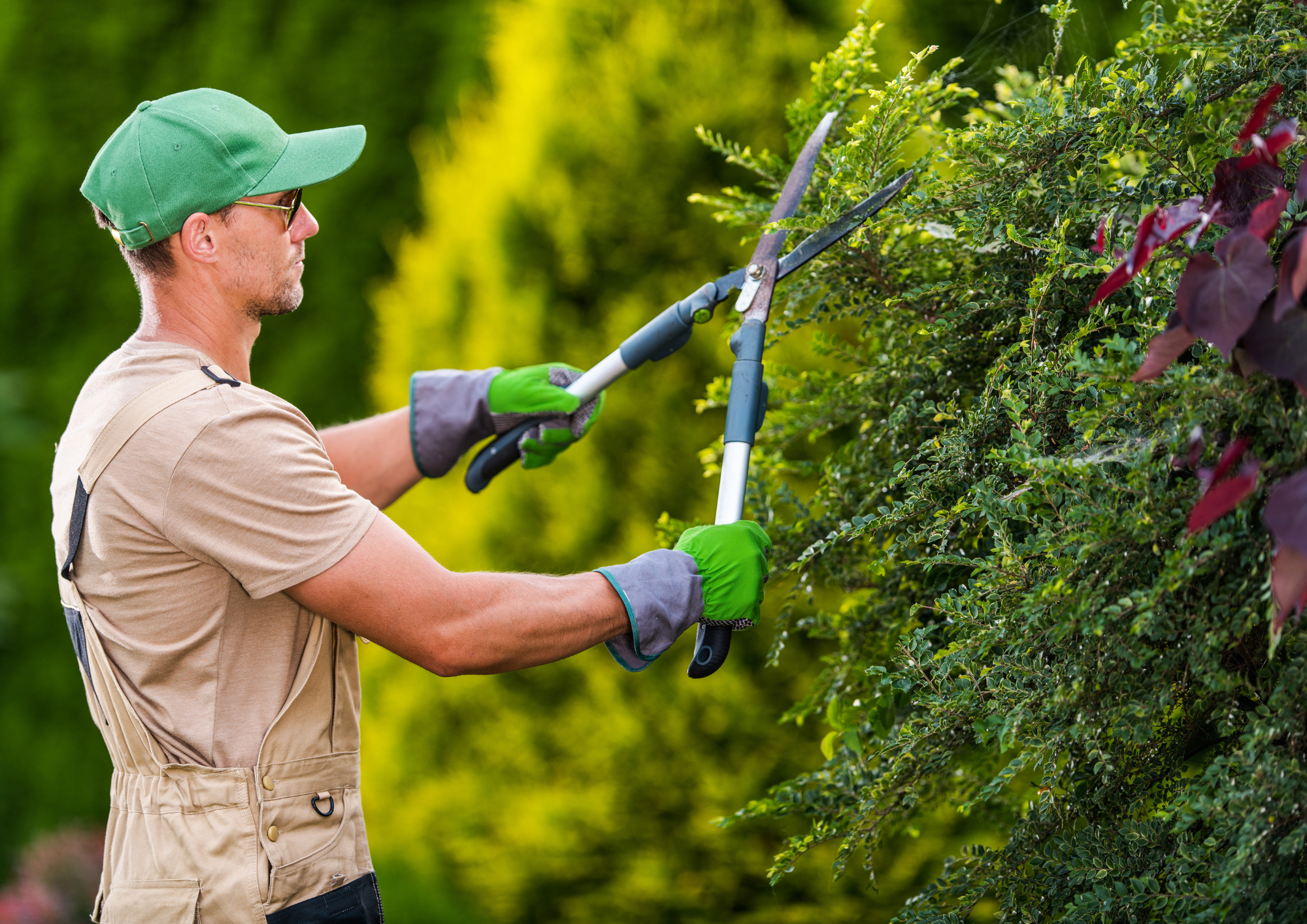 Gardener hedging fence. Resilient Health Group, 226 Magill Road, Beulah Park SA 5067. NDIS Gardening Maintenance Adelaide.