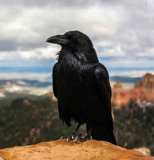 Aiyana Petronis, MA, CCC