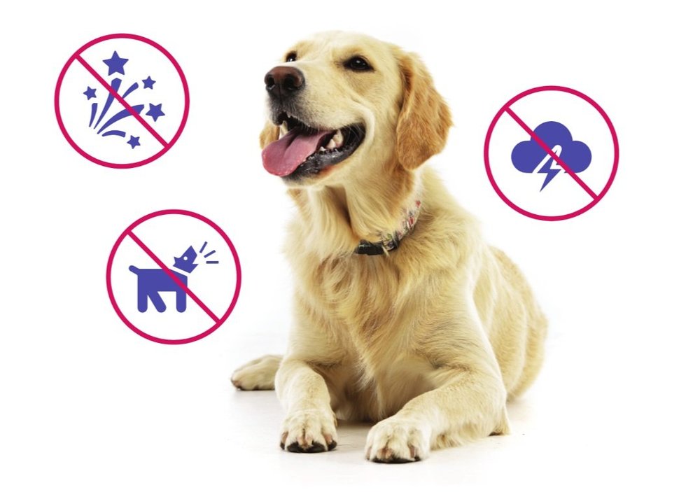 Hemp Calming Aid | Manage Dog Anxiety & Stress — Houndswell - Natural Calming Products For Anxiety In Dogs With Anxiety Disorders
