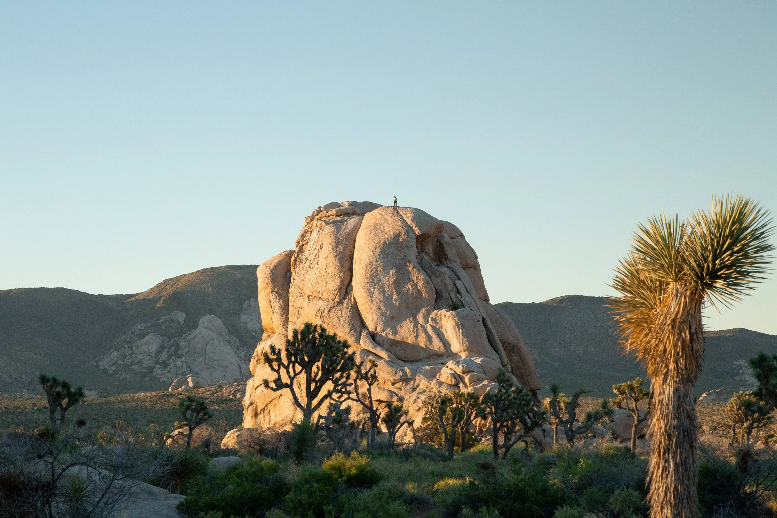 JoshuaTree_Collection_3.jpg