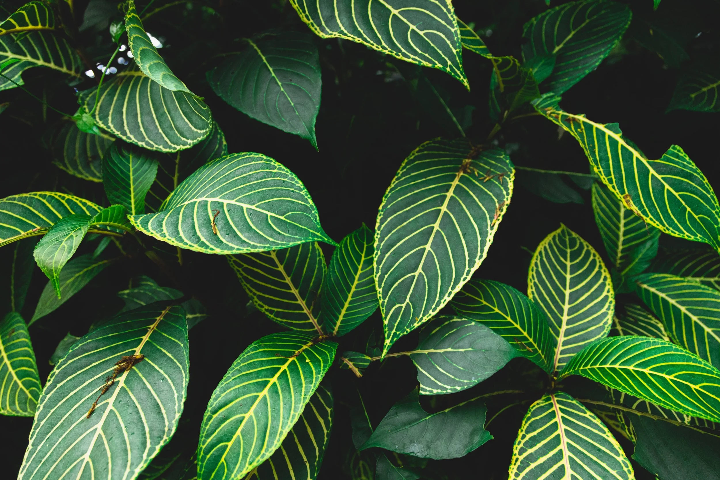 Hawaii_Collection_22.jpg
