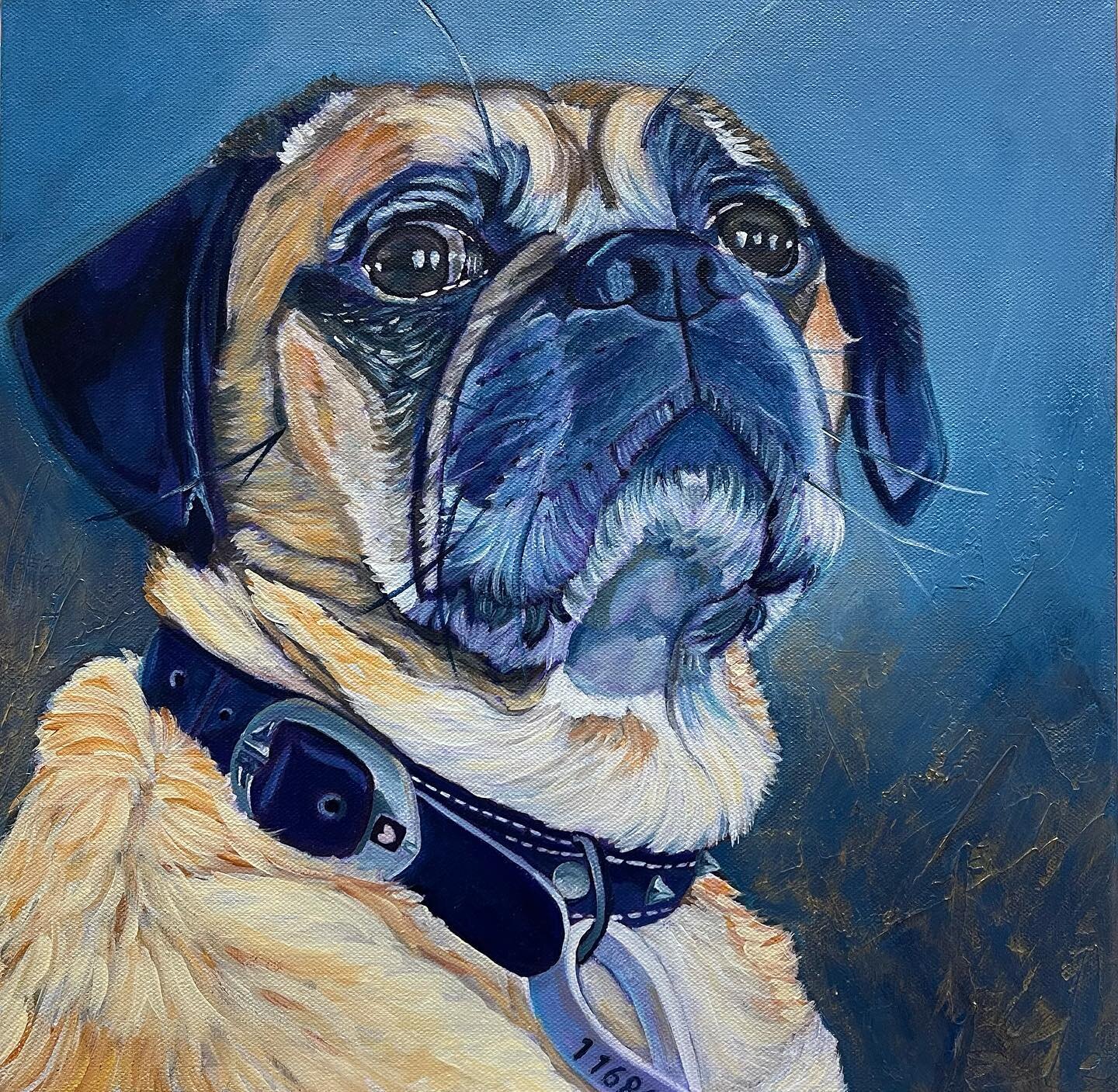 Latest commission. A much loved dog. I feel very honoured to be trusted to create these pet portraits. #petportraits #petsofaustralia #pugalier #chloemazzart