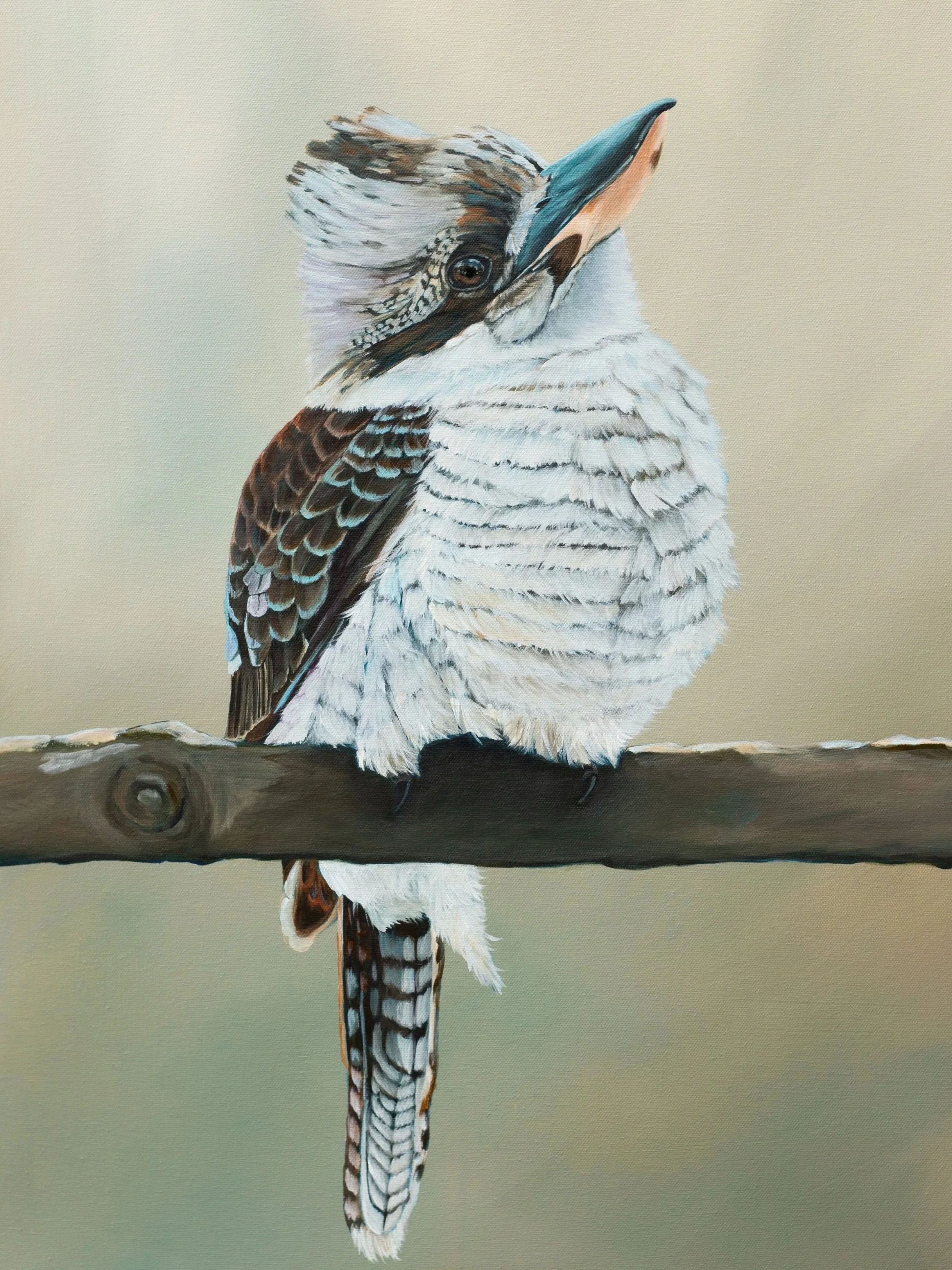 full+kookaburra+2.jpg