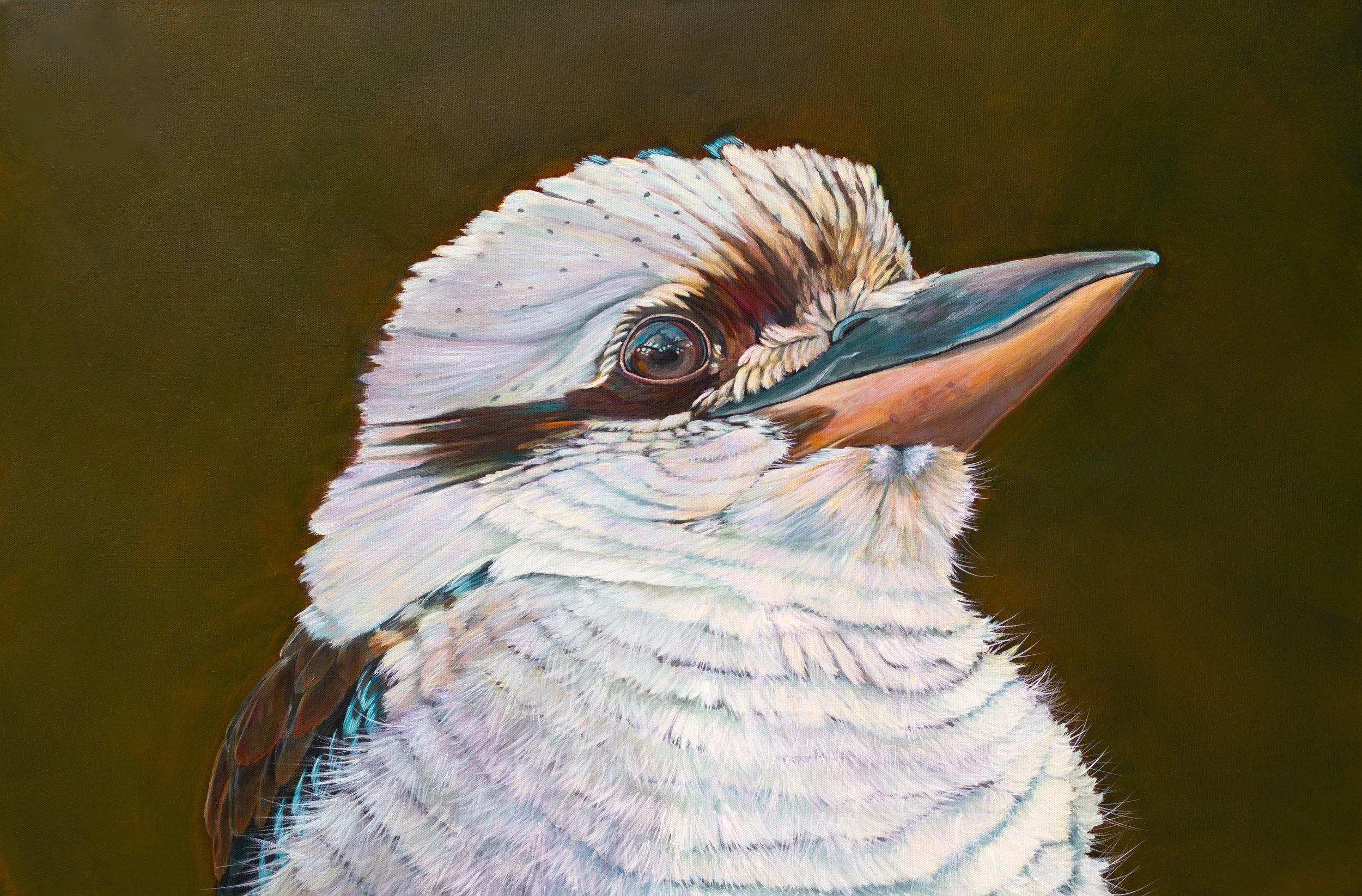 kookaburra FEB 2025 2.jpg