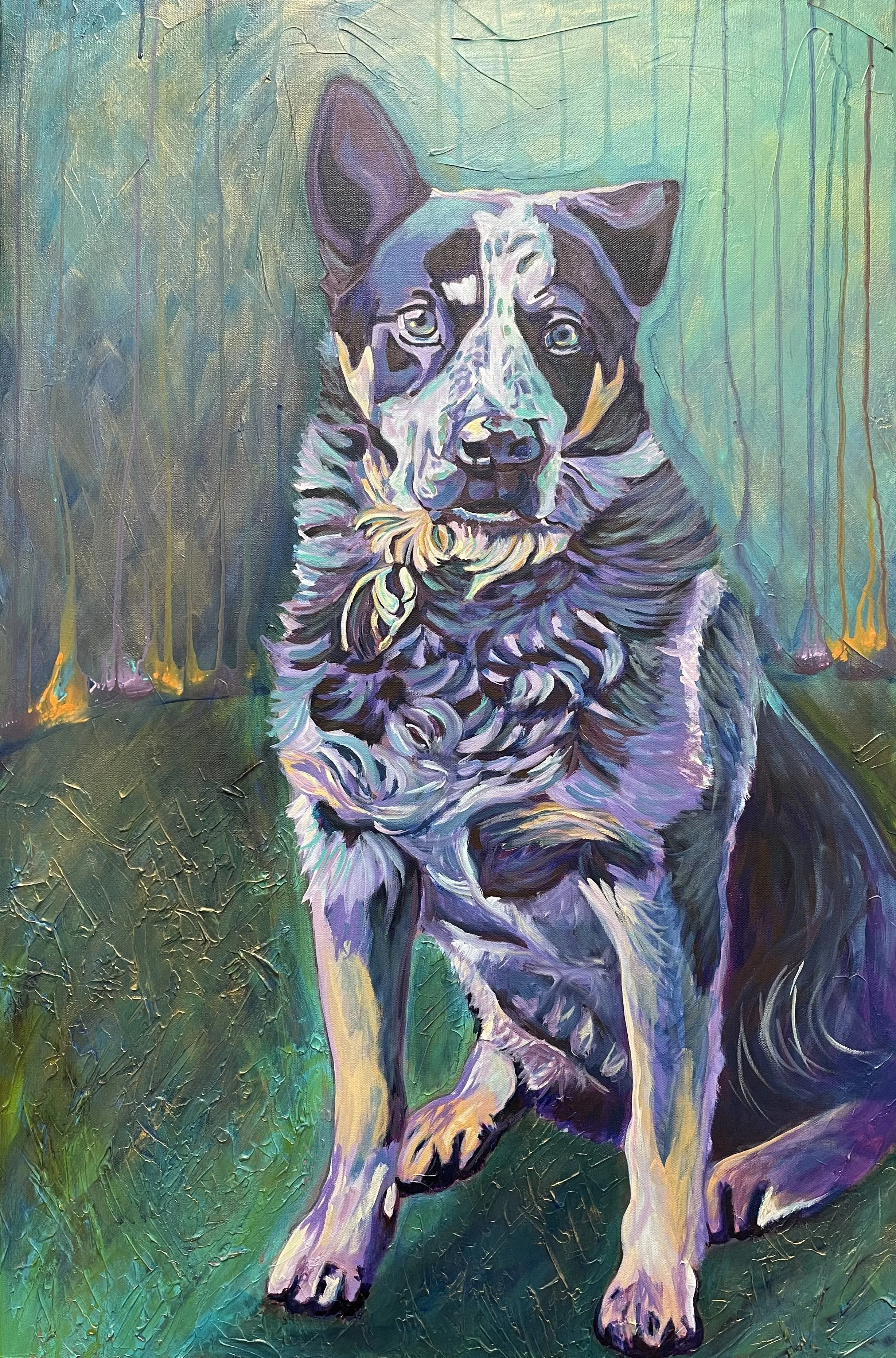 blue heeler.jpg