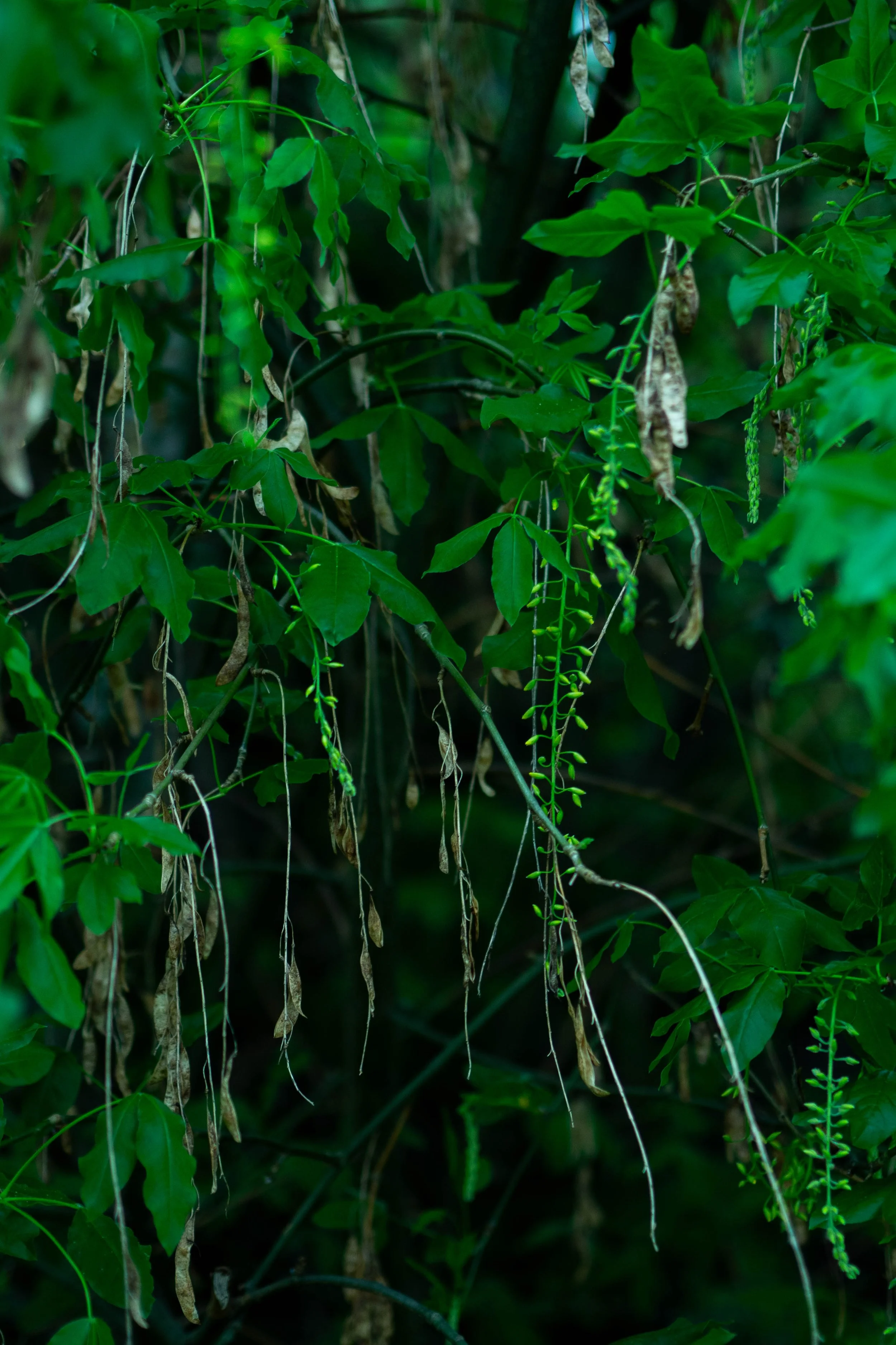 P5290214-2.jpg