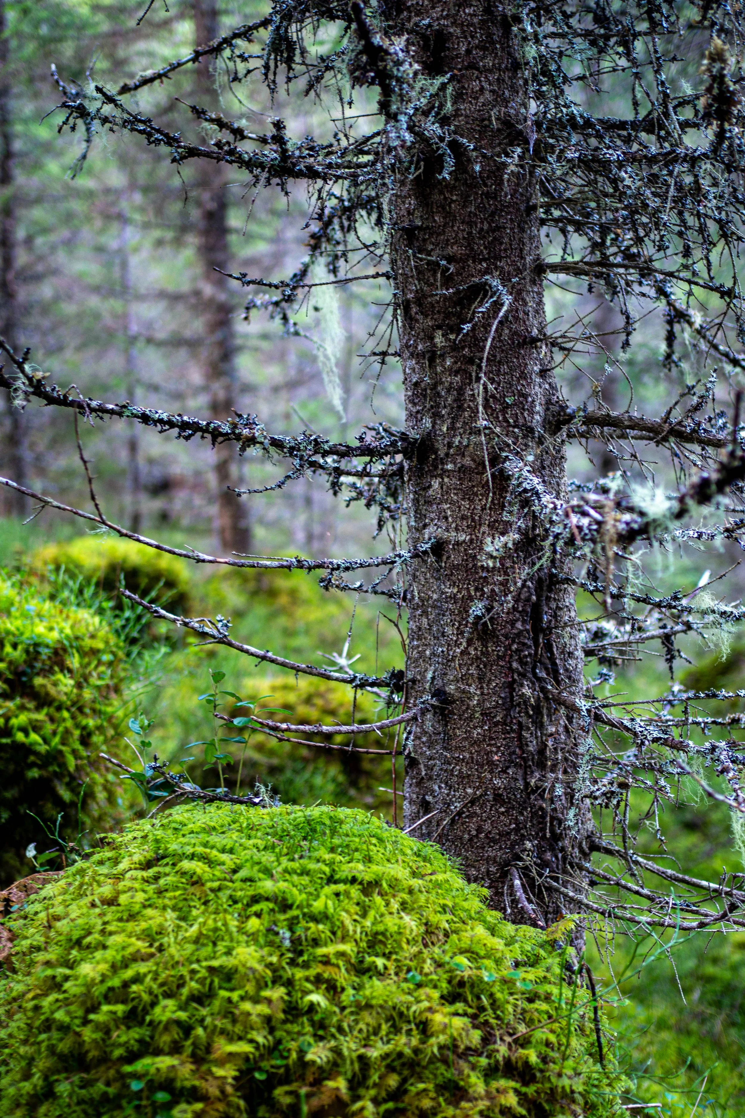 Lost in the Woods