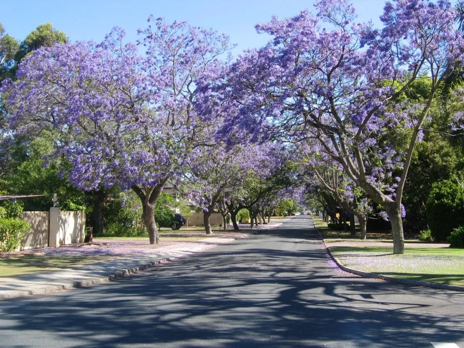 Jacarandas on MacLeod Road, Applecross