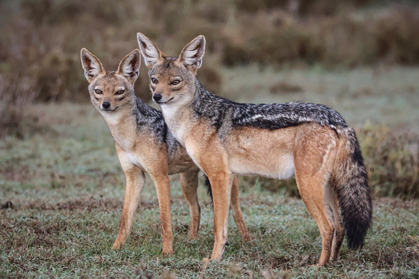 A pair of black-backed jackals. 

This commonly seen species on safari lives in monogamous territorial pairs, with their young often staying with the parents to assist with the rearing of their siblings for a few years before they move on to independ