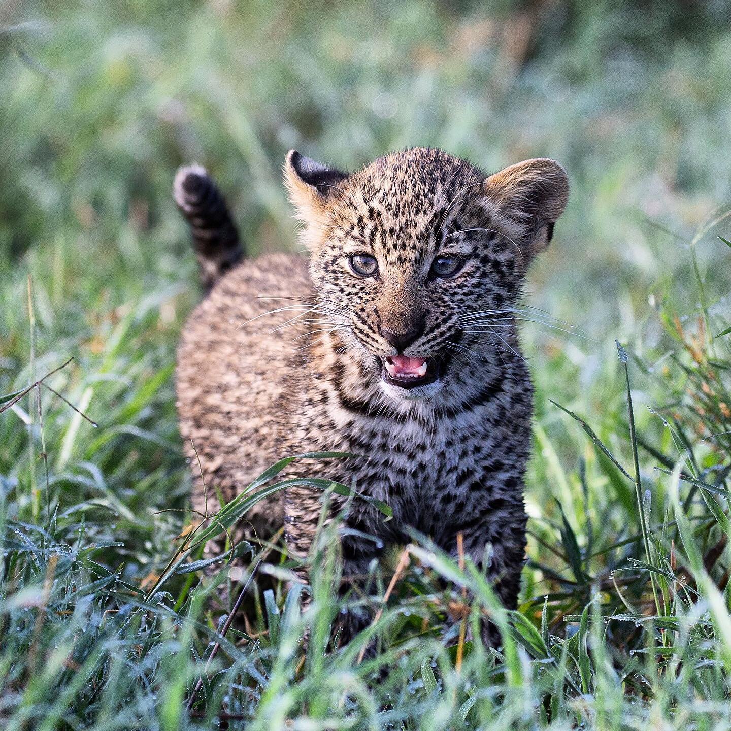 A fierce little leopard cub with the world at her feet 🐆

Masai Mara 2020