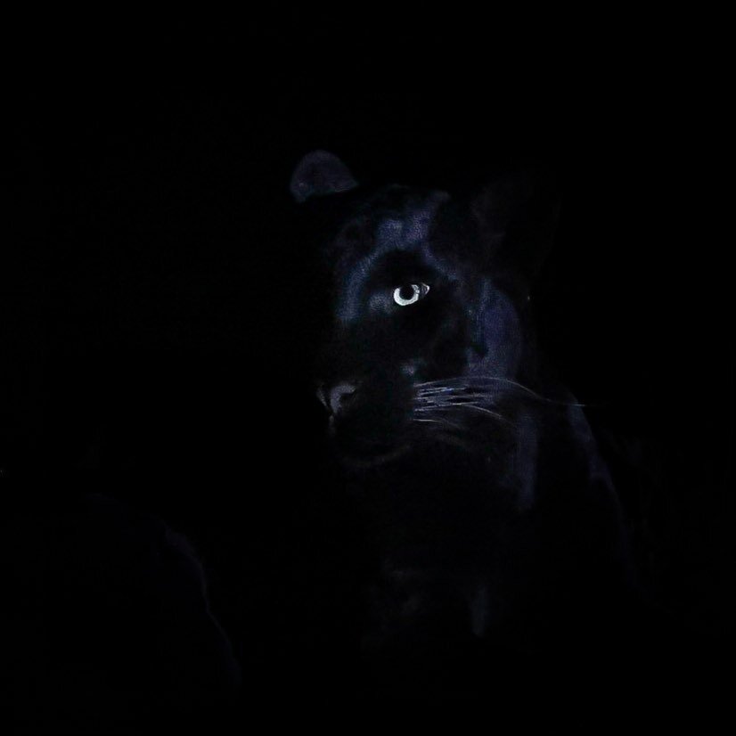 The Black Panther

A dream come true to see such an incredible animal in the wild, Giza the black leopard of Laikipia.

Big thanks to our guide @stephenleshorono for making this possible and the whole team @laikipiawilderness 

If you&rsquo;re keen t