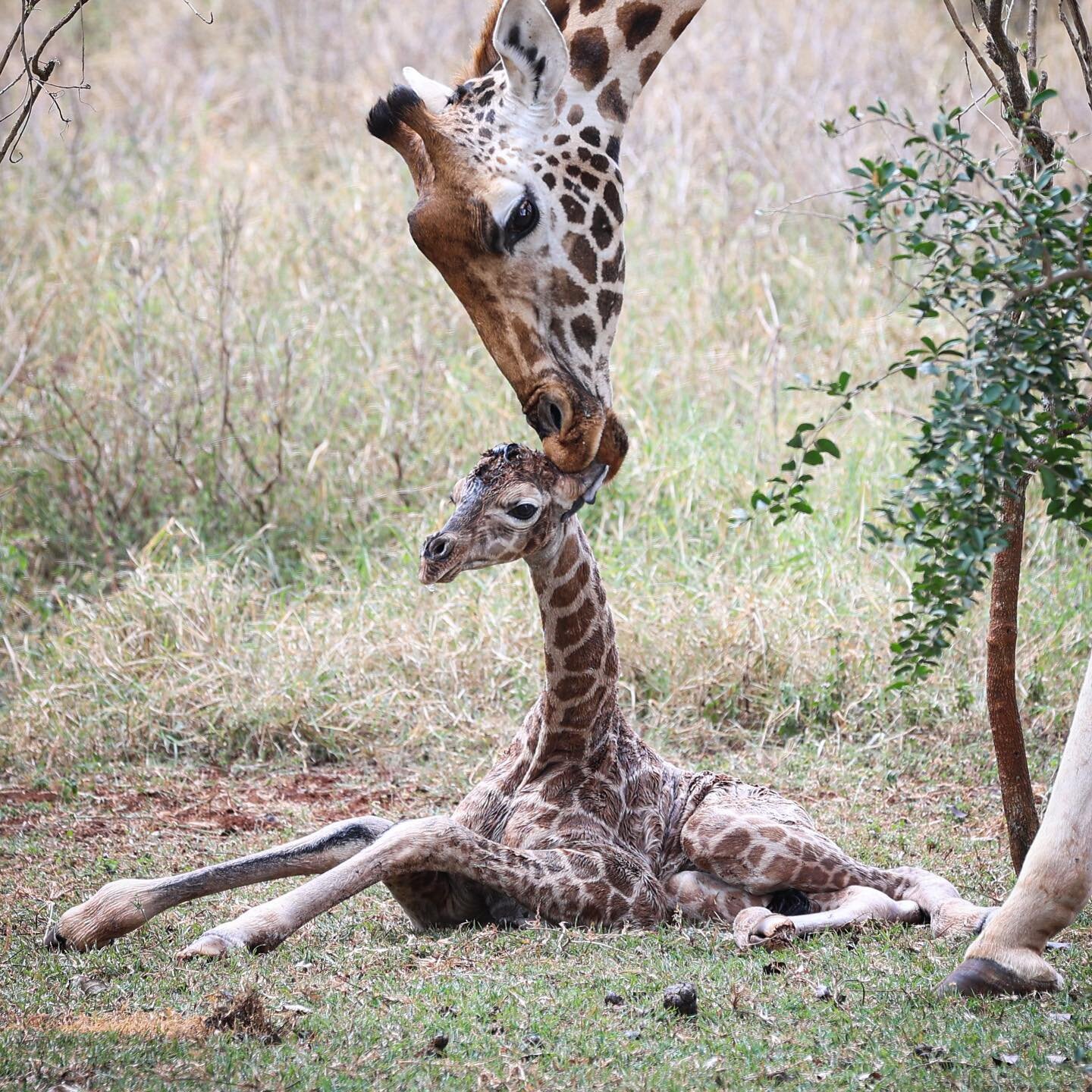 A giraffe giving birth and a tender moment between a mother and her newly born baby. 🦒

Daisy gave birth to a beautiful and healthy new baby at Giraffe Manor late last year. The entire labour took several hours with the calf&rsquo;s front feet appea