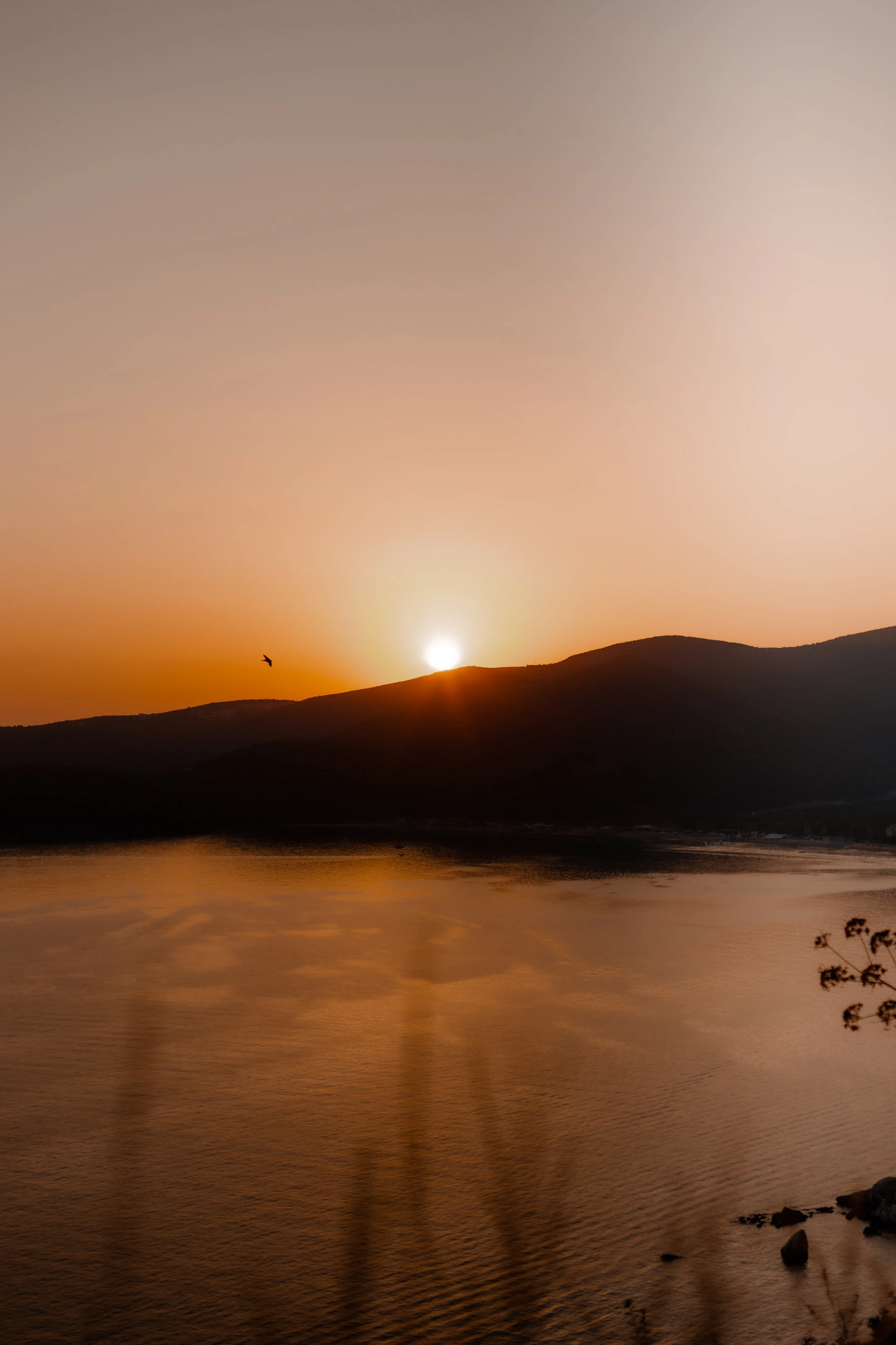 Sunset over a mountain with a lake in the foreground, a bird flying near the sun, and a small plant in the bottom right corner.