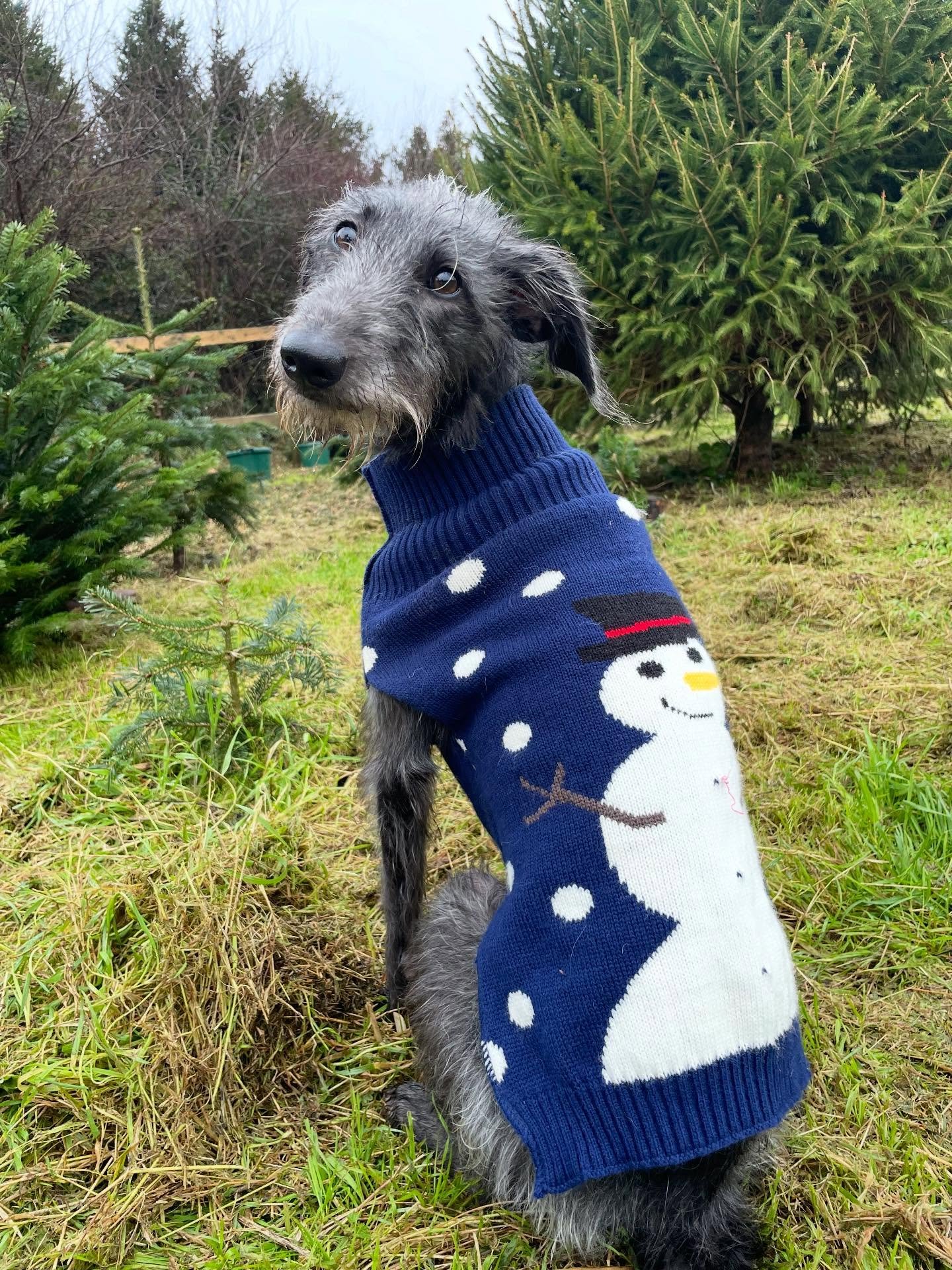 A fantastic few days getting Christmas into Fat Apples! We can&rsquo;t wait to welcome everyone in for our festive weekends! Open Friday Saturday and Sunday 9:30-3pm come and have a winter warmer whilst enjoying the festive walk in the pine forest  a