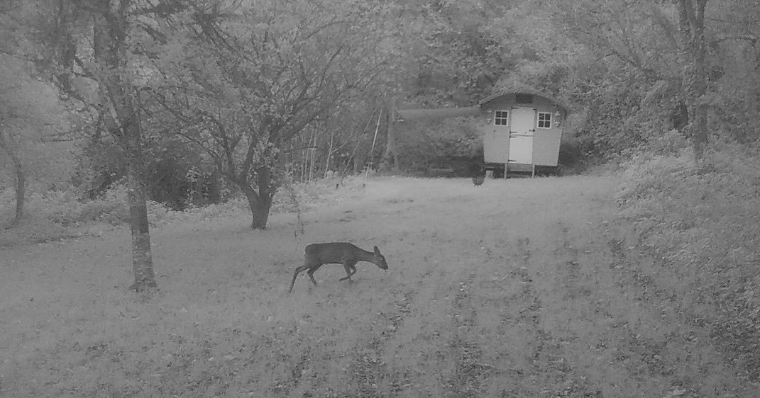 All is quiet on the Fat Apples Campsite...other than the pitter patter of the Deer&rsquo;s Cloven hooves!!
The Christmassy Caf&eacute; will be open alongside @tregaminion farm Christmas trees on:
Cafe Open 9.30am-3pm:
Friday 28th, Saturday 29th, Sund